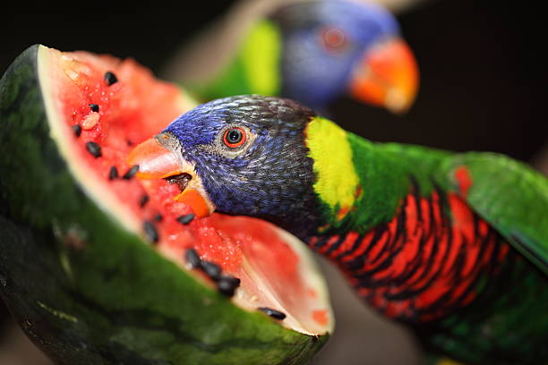 Beautiful parrot eat watermelon stock photo