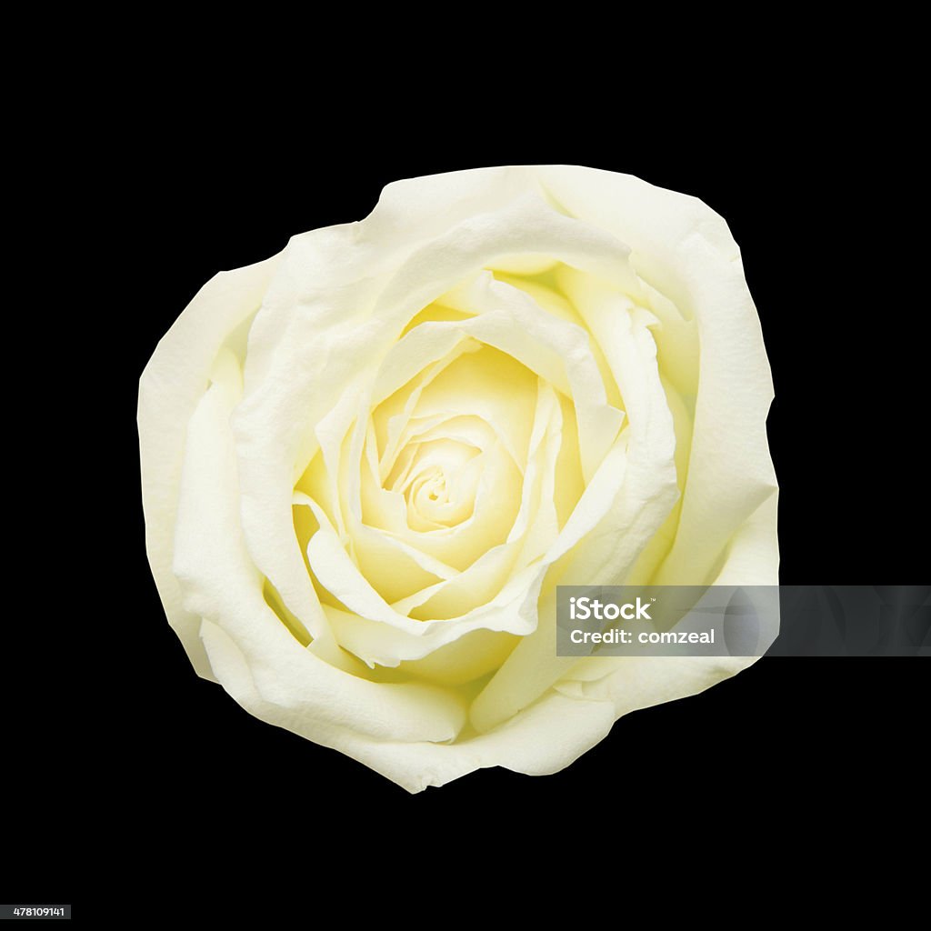 Белые розы на черном фоне - Стоковые фото Без людей роялти-фри