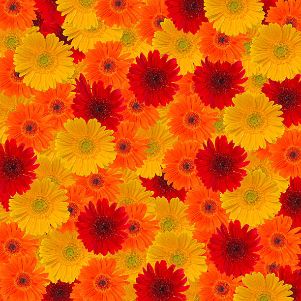 istock heads of gerbera flowers 478109459