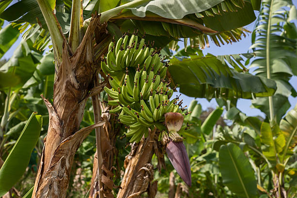 istock Banana Plantation in Martinique 478110280