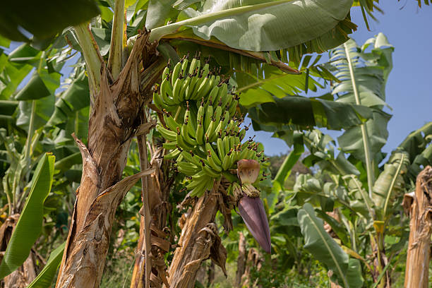 banana plantation en martinica - banana plantation green tree fotografías e imágenes de stock