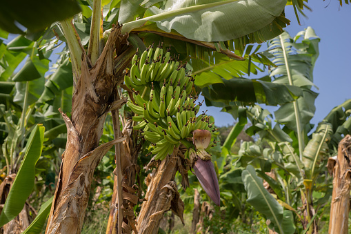 Banana Plantation in Martinique