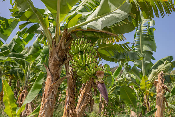 istock Banana Plantation in Martinique 478110286