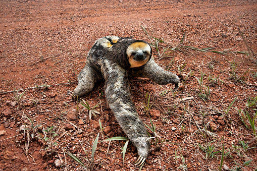 three toed sloth crawling on dirt road
