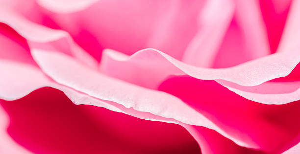 Beautiful Rose Petal Macro stock photo