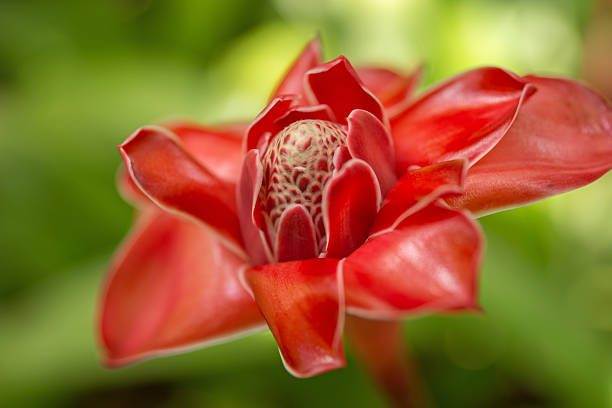 rose de porcelaine, martinique - torch ginger photos et images de collection