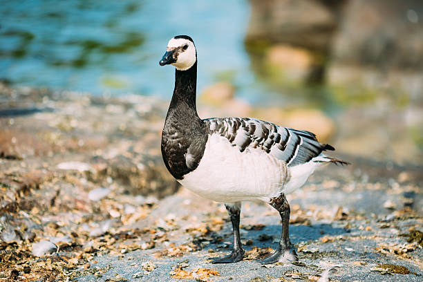 istock Barnacle Goose, Branta Leucopsis, Feral Goose On Rock 478113404
