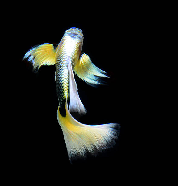 istock fish guppy pet isolated on black background 478113451
