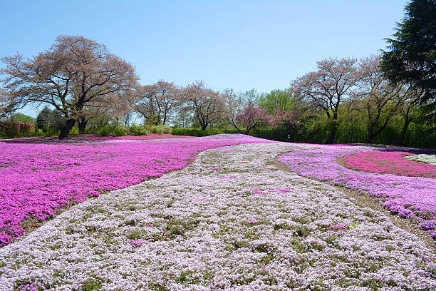 landscape with flowers, pink moss, shibazakura, japan stock photo