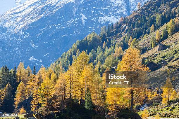 Alp Autunno Paesaggio - Fotografie stock e altre immagini di Albero - Albero, Albero sempreverde, Alpi