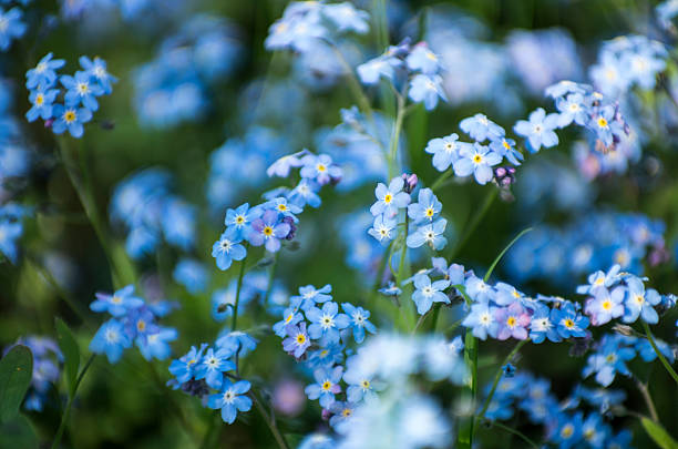 Germander Speedwell stock photo