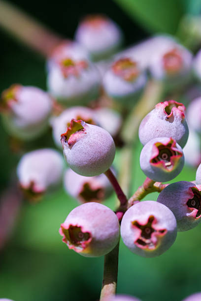 Unripe Blueberries on Plant stock photo