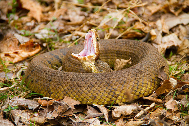 istock Water moccasin threat display 478113906
