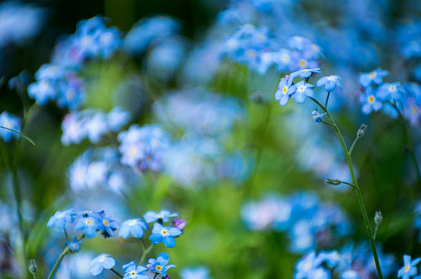 Germander Speedwell stock photo