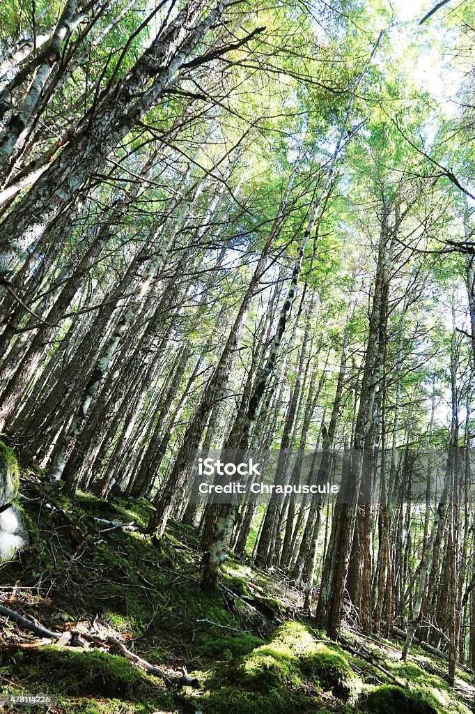 Green forest Trees in the forest 2015 Stock Photo