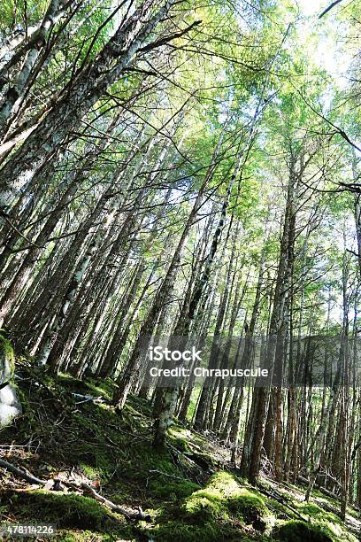 Green Forest Stock Photo - Download Image Now - 2015, Backgrounds, Beauty In Nature