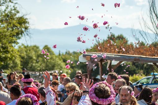 Gorno Cherkovishte, Bulgaria - May 31, 2015: Annual Rose picking ritual in Gorno Izvorovo village. People from the village dressed up in a traditional folklore costumes sing and harvest the Bulgarian pink rose.
