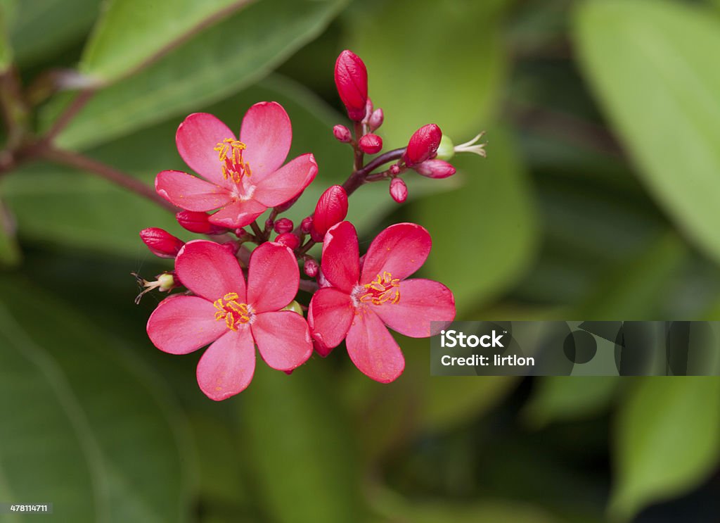 Bunga Oleander - Bebas Royalti Alam Foto Stok Bunga Oleander - Bebas Royalti Alam Foto Stok
