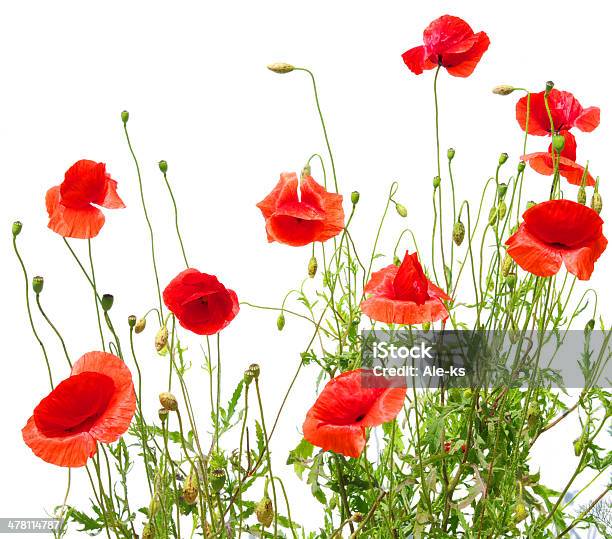 Poppies Rojo Foto de stock y más banco de imágenes de Amapola - Planta - Amapola - Planta, Blanco - Color, Campo - Tierra cultivada