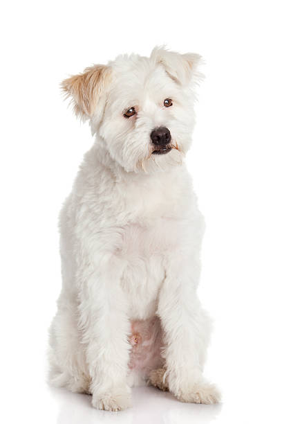 istock Beautiful Dog isolated on white background 478115211