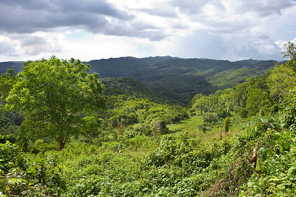 istock Jamaica. Tropical nature 478117082