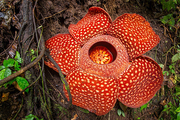 Rafflesia, the biggest flower in the world , Sumatra, Indonesia stock photo