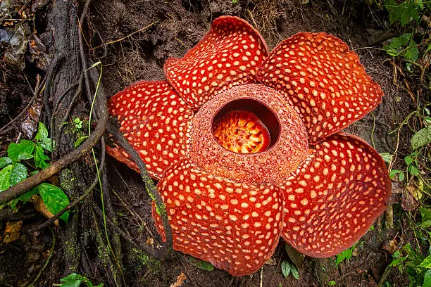 Photo of Rafflesia, the biggest flower in the world , Sumatra, Indonesia