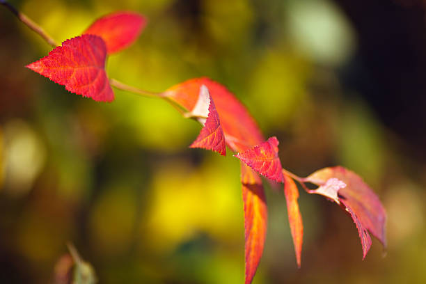 istock Red leaves in autumn 478118387