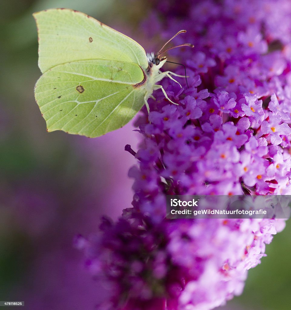 brimstone común - Foto de stock de Papilio machaon libre de derechos