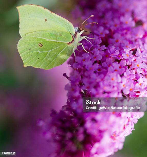 Brimstone Común Foto de stock y más banco de imágenes de Papilio machaon - Papilio machaon, Aire libre, Amarillo - Color