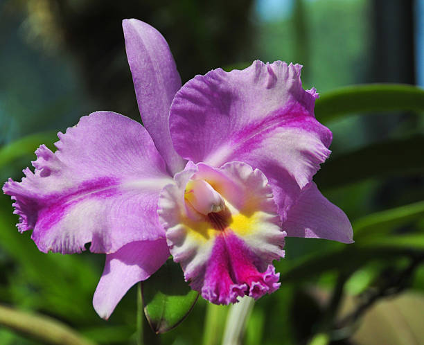 istock Flowering orchids in Botanical Garden 478120564