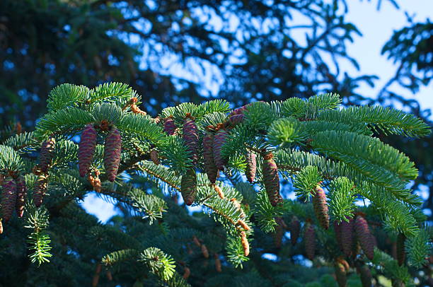 abete del colorado - crossprocesed foto e immagini stock