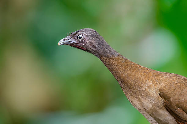 Gray-headed Chachalaca, bird in the wild, Costa Rica. Close-up. Ortalis cinereiceps.