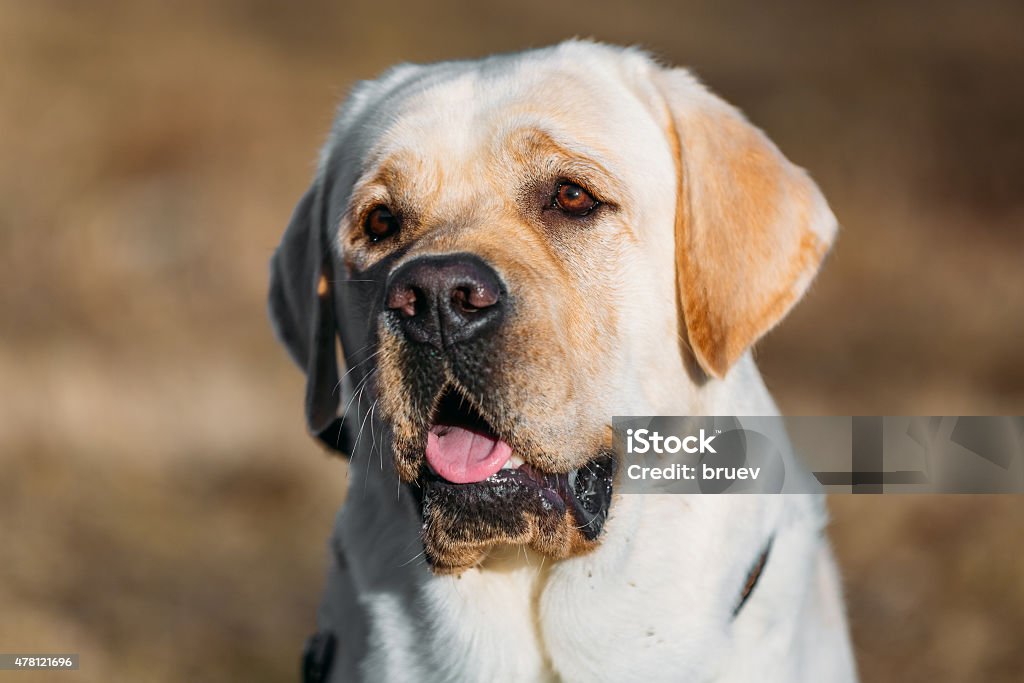 Beautiful White Labrador Lab Dog Outdoor Portrait Close Up Beautiful White Labrador Retriever Lab Dog Outdoor In Autumn 2015 Stock Photo