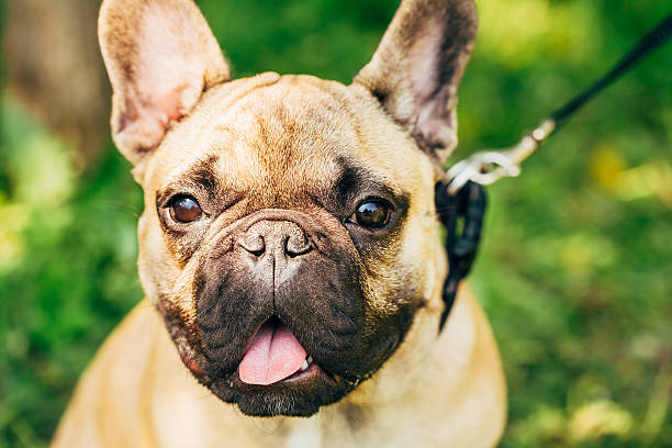 istock Dog French Bulldog 478121752