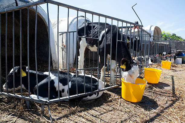 istock young black and white calfs drink from bucket 478121772