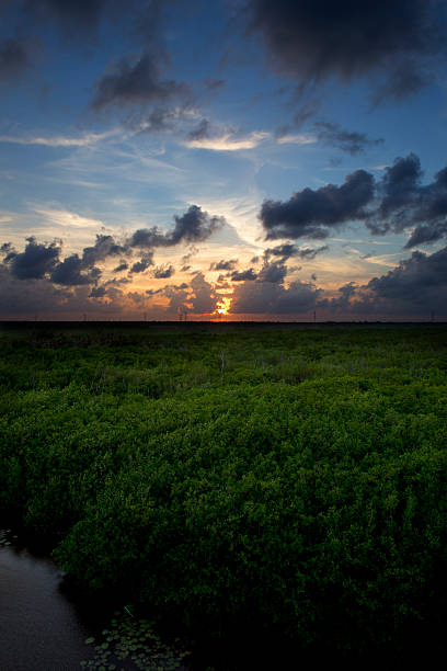 Mangrove forest and beautiful sunset stock photo
