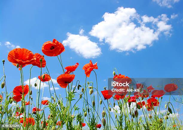 Poppies Rojo Foto de stock y más banco de imágenes de Aire libre - Aire libre, Amapola - Planta, Azul