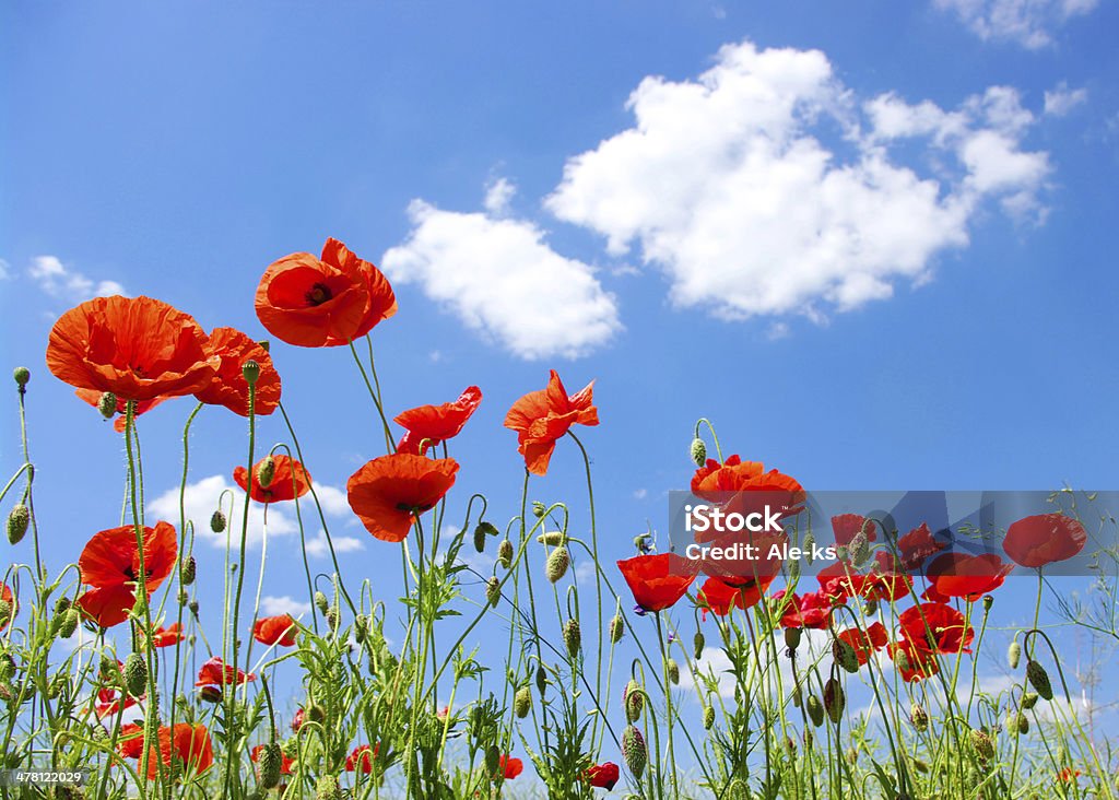 red poppies - Foto de stock de Azul royalty-free