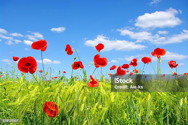 Red Poppies Stock Photo - Download Image Now - Agricultural Field, Blue, Cloud - Sky