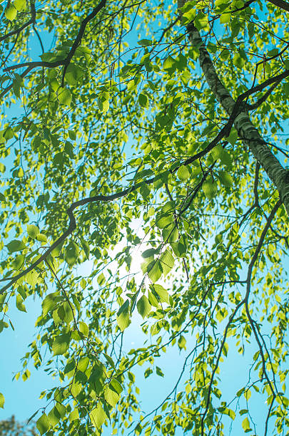 Birch tree and sunny sky stock photo