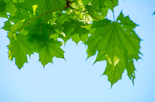 green maple leaves on a blue sky stock photo