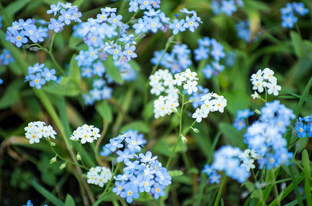 Light blue and white Germander Speedwell in the meadow stock photo