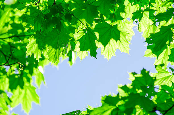 maple leaves on a blue sky stock photo