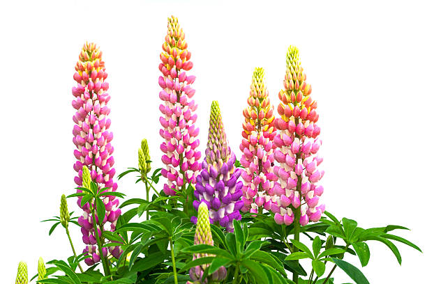 istock Garden pink lupine, isolated on white 478125098