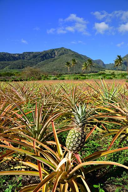 istock Pineapple Plantation, Maui, Hawaii 478127456