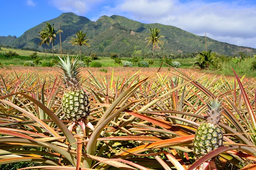 Pineapple fields, Maui, Hawaii Islands, USA.