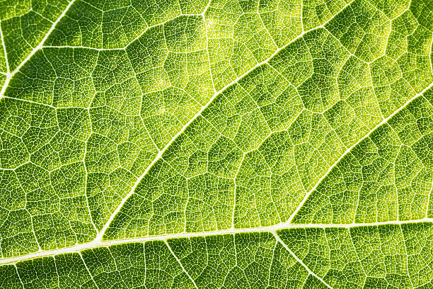 Green leaf vein textured full frame shape of grape vine