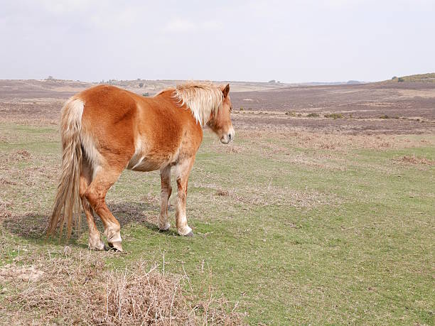 istock wild chestnut horse standing new forest moor spring 478127632