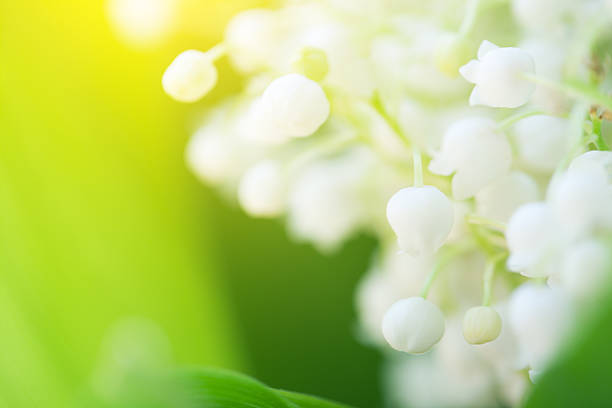 istock Lily of the valley 478127646
